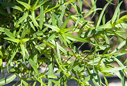 Эстрагон (тархун)