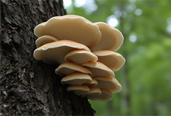 История возникновения гриба вешенка